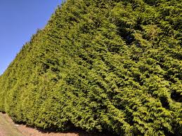 They are the number one choice for an evergreen hedge. Thuja Plicata Excelsa Excelsa Western Red Cedar Camson Creek Cedars