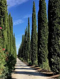 While most people grow cypress trees from cuttings, with patience, you can start one of these trees from a seed in a single year. Cypress Planting Pruning And Advice On Caring For It