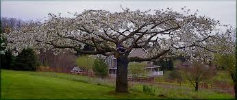 M D Vaden Medford And Portland Pruning Services