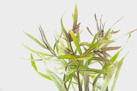 Image result for Pogostemon aquaticus