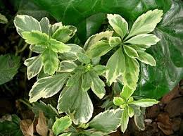 Shop pachysandra for sale & get free shipping over $125! Pachysandra Biologie