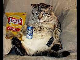 Fruit that is safe for cats. Funny Cats Eating Lays Chips Youtube