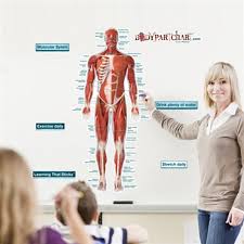 Ambesonne human anatomy tapestry vintage chart of body front back skeleton and muscle system bone mass graphic wall hanging. Bodypartchart Muscular System Front Labeled Anatomical Charts
