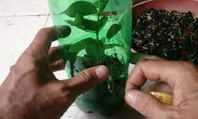 Cara menanam biji bidara mohon maaf jika ada kekeliruan dalam video. Cara Tanam Bidara Kampung Dari Dahan 100 Menjadi My Info Berita