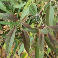 Image result for Tragia glabrata