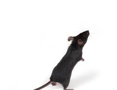 Lebendfallen, giftköder und weitere möglichkeiten zum mäuse bekämpfen! Mause In Der Wohnung Was Tun