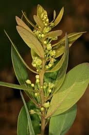 Image result for Clutia monticola