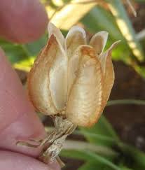 Image result for Albuca setosa