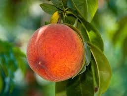 Peach trees are grown throughout the united states for their sweet tasting fruit. How To Grow Great Peaches Ison S Nursery Vineyard