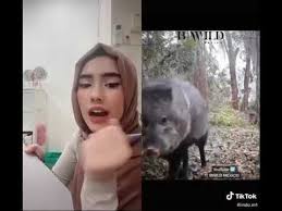Download millions of videos online. Tik Tok Lawak Pecah Perut Lagu Mp3 Mp3 Dragon