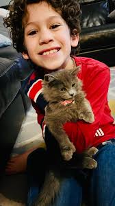 Polydactyl cat named Thumbelina