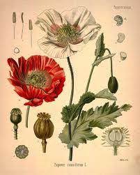 Pin Van Mary O Malley Art Op Botanical Illustration Botanische Tekeningen Botanische Illustratie Botanische Tekening