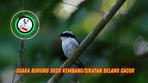 1,286 likes · 19 talking about this · 7,003 were here. Pump Kicau Suara Burung Decu Kembang Sikatan Belang Gacor By Pump Kicau