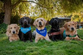 ‎Guide Dogs for the Blind‎