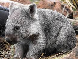 Image result for Common wombat