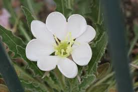 Fringed indian pink silene laciniata. 5 Native Plants For Easy Gardening In Phoenix Az Wikilawn