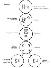 Read about each of the phases of the cell cycle and label and color a diagram that shows details of interphase, prophase cell division and mitosis worksheet answer key. Mitosis Meiosis Coloring Worksheet By 98 Percent Chimp Tpt