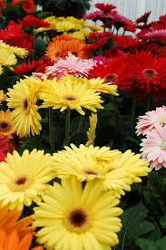 Image result for Gerbera jamesonii