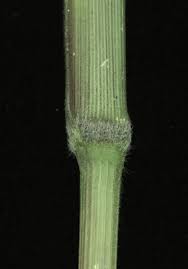 Image result for Setaria homonyma