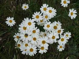 Chrysanthemum Cinerariifolium Chrysanthemum Flower Healthy Garden Chrysanthemum