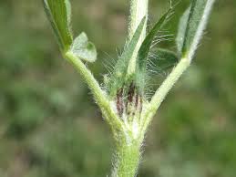 Image result for Trifolium spumosum