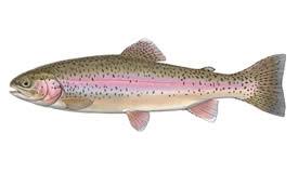 Complete Guide To Rainbow Trout Fish How To Fish For Rainbow Trout