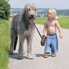Irish Wolfhound Hunderassen I Welpen De Hund Starb Wolf Hunde Hunde Rassen