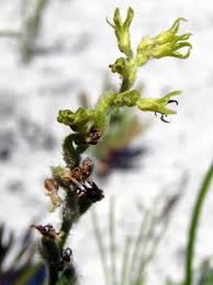 Image result for Holothrix