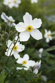 Image result for Anemone transvaalensis