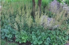 Image result for heuchera americana