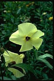 Image result for Abelmoschus