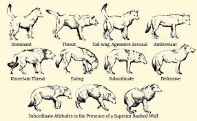 Wolf Body Language Body Postures Body Language Is A Tool
