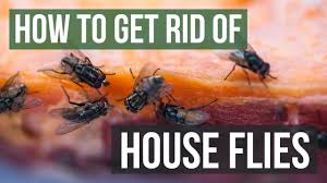 Articles about collection/small spaces on apartment therapy, a lifestyle and interior design community with tips and expert advice on creating happy, healthy homes for everyone. How To Get Rid Of House Flies 4 Simple Steps Youtube
