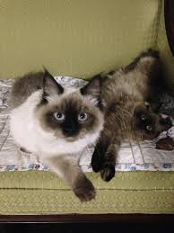This breed is often considered hypoallergenic but occasionally are not tolerated by people with allergies. Balinese Cat For Sale Michigan Bali Gates Of Heaven
