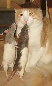 Présentation de mes animaux - Chiens-Chats.be