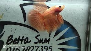 Se livreaza impreuna cu o planta de plastic si nisip colorat. Betta Sum Paradise Home Facebook