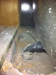 Bugs burney pest control is a family and locally owned and operated business, and we treat our customers like family. Termites In Gold Canyon Bug Off Pest Control East Valley Arizona
