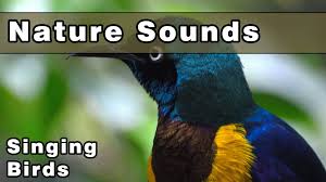 Bird Sounds Birds Singing Listen Singing Birds Nature Sounds 12 Hours Sounds Of Nature Gracefully Relax And Unwind Nature Sounds Animal Sounds Singing Bird