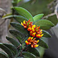 Image result for Calyptrochilum