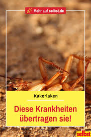 Kakerlaken Selbst De Kakerlaken Kakerlaken Bekampfen Krankheit