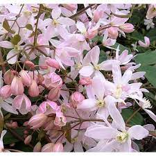 We did not find results for: Clematis Armandii Apple Blossom Evergreen Clematis Spd Fife