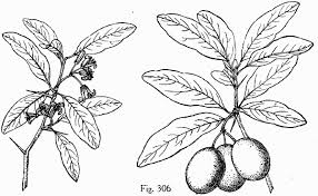 Image result for Ximenia americana