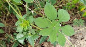 Image result for Ipomoea pes-tigridis