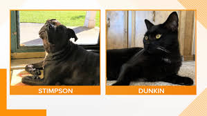 Please consult with your tax adviser or the irs to determine whether a contribution is deductible. Meet Stimpson And Dunkin Wzzm13 Com