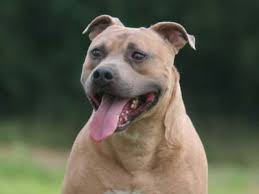 Though known for its courage and high energy level, the american staffordshire also has an affectionate and loyal disposition. American Staffordshire Terrier Price Temperament Life Span