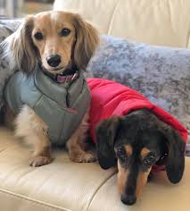 Black And Cream Dachshund Django Reversible Puffer Dog Coat In 2020 Dog Coats Black And Tan Dachshund Dogs
