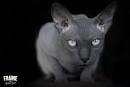 Sphynx Cats: What You Should Know Before You ... - PetHelpful