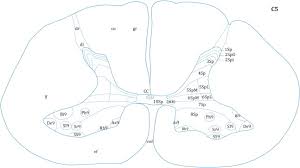 The posterolateral tract (fasciculus of lissauer, lissauer's tract, tract of lissauer, dorsolateral fasciculus, dorsolateral tract, zone of lissauer) is a small strand situated in relation to the tip of the posterior column close to the entrance of the posterior nerve roots. Fasciculus An Overview Sciencedirect Topics