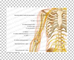 The clavicle (collarbone), the scapula (shoulder blade), and the humerus (upper arm bone) as well as associated muscles, ligaments and tendons. Arm Shoulder Anatomy Nerve Human Skeleton Png Clipart Abdomen Anatomy Arm Arm Muscle Bone Free Png