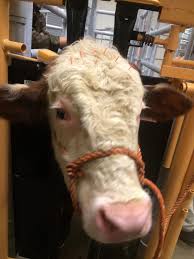 Dudley Having Acupuncture Done Show Cattle Animals Vets